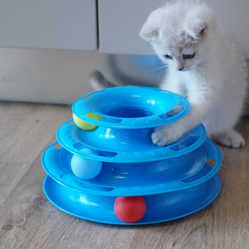 Top 10 Ways to Keep Your Cat Happy and Healthy