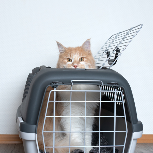 Top 10 Must-Have Cat Supplies Every Cat Owner Needs