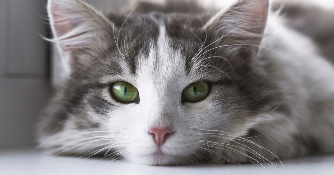 🐱 How Cats See the World: A Peek Through Feline Eyes