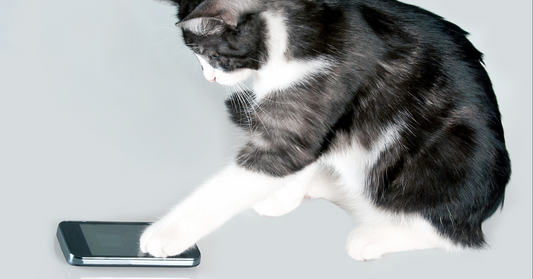 🧭 Why Do Cats Knock Things Over? The Curious Science Behind the Chaos